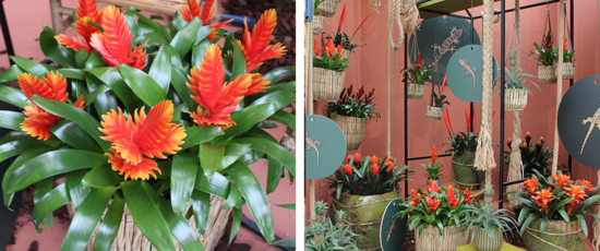 sustainable Bromeliads
