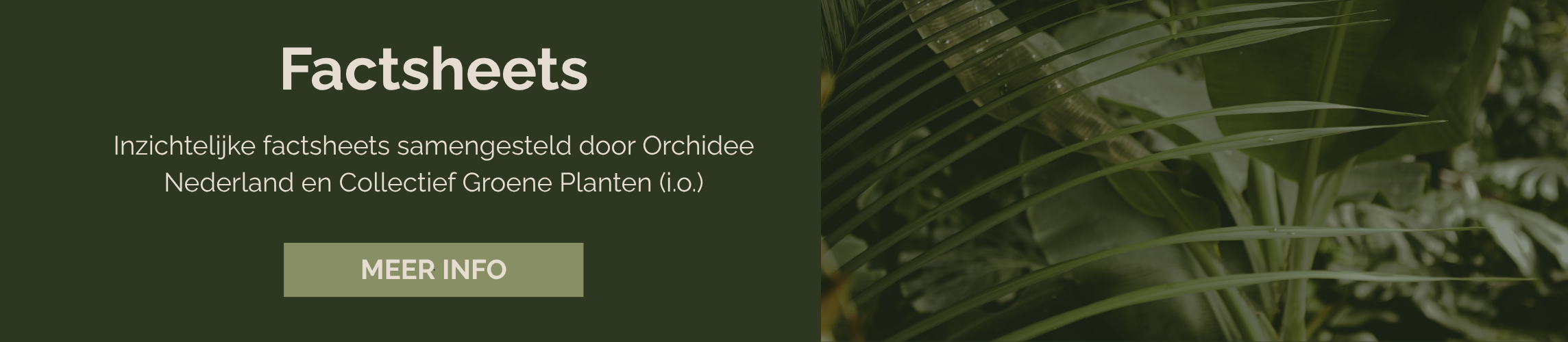verzorgingsgids orchidee NL