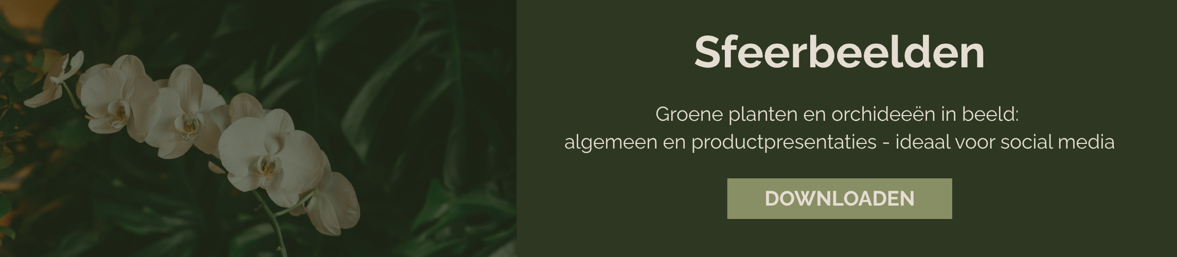verzorgingsgids orchidee NL