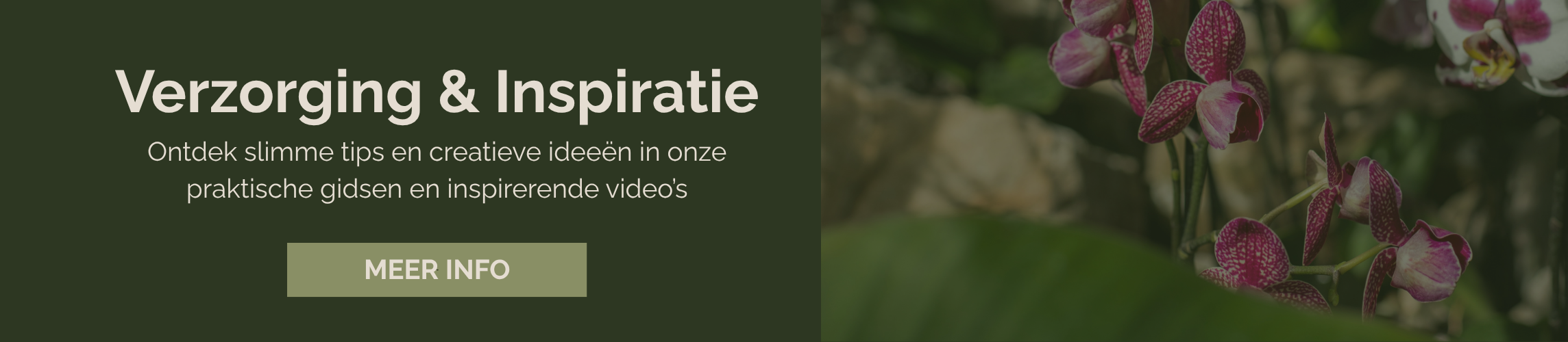 verzorgingsgids orchidee NL